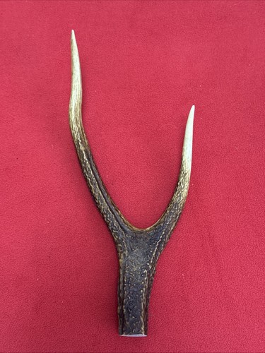 One piece deer antler - of, antler,