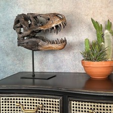 29cm T-Rex Skull Head Dinosaur