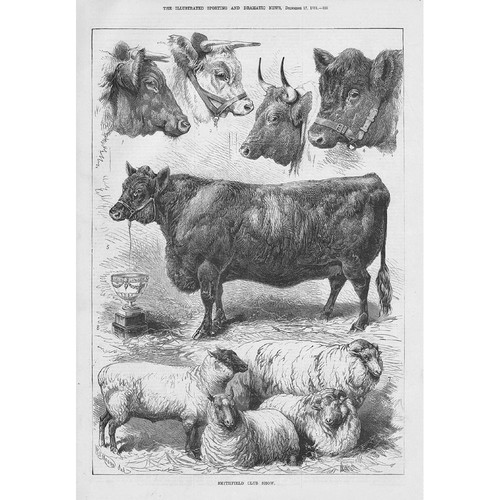 The smithfield cattle show - smithfield,