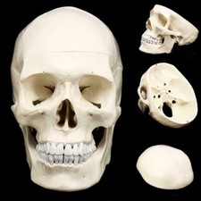 PVC Mini Skull Human Anatomical Anatomy Head Model Convenient Medical Teaching