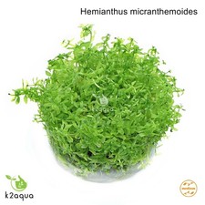 Live Aquarium Plants In Vitro
