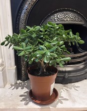 Large Jade Money Feng Shui