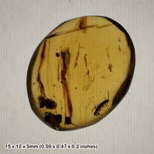 Burmese cretaceous amber with