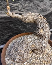Pot 28cm Rare Cyphostemma elephantopus Desc. WYSIWYG seedgrown Caudex
