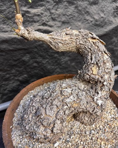 Pot 28cm rare cyphostemma - pot,