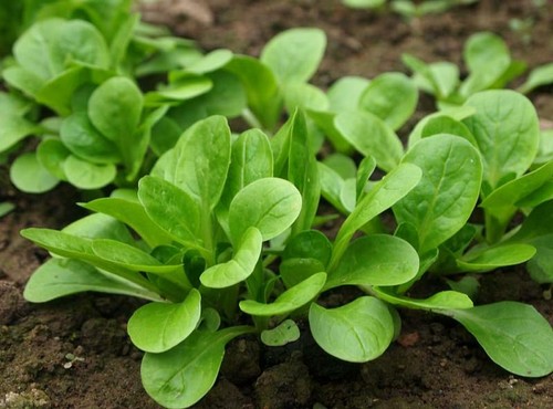 Corn salad plug plants herb - plants,