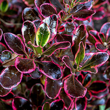 Coprosma Eclipse - Looking