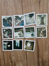 VINTAGE 1970'S DOGS PUG MIX