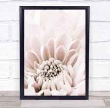 Chrysanthemum No 06 Flower