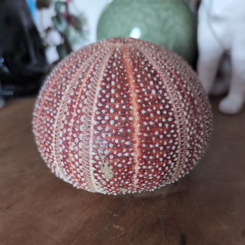 Extra large celtic sea urchin - extra,