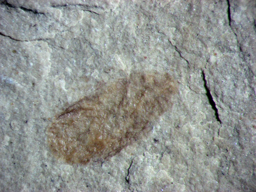 Eocene green river - green, fossil