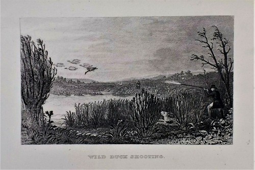 Old antique print - old, duck