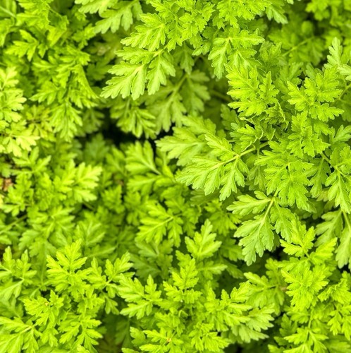 Chervil curled 1000x - chervil,