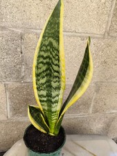 1x Snake Plant | Sansevieria