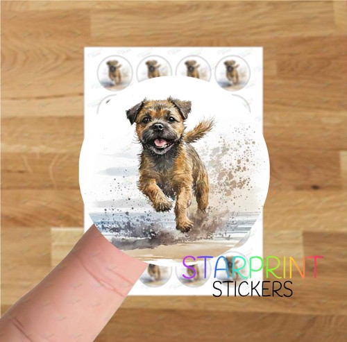 Border terrier beach - border,