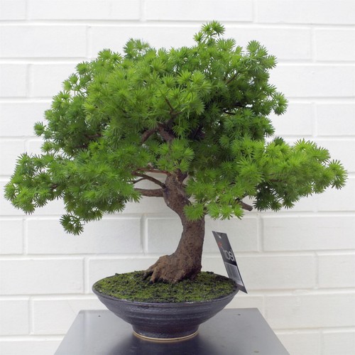 Artificial bonsai tree premium - artificial,