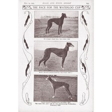 COURSING Dogs at the Waterloo