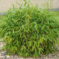Fargesia Murielae | Hardy Vigorous Evergreen Screening Bamboo Plant 13cm Pot