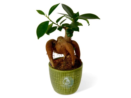 Ficus ginseng microcarpa - ,