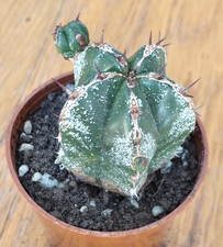 Euphorbia handiensis -