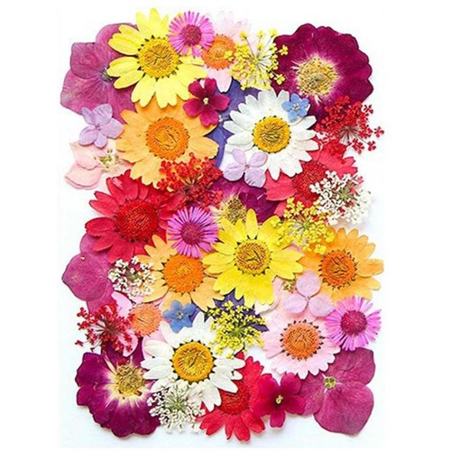 Nature dried pressed flowers - dried,