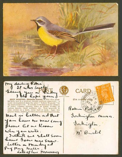 Grey wagtail bird water - bird,
