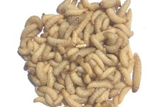 Livefood live wax moth - livefood,
