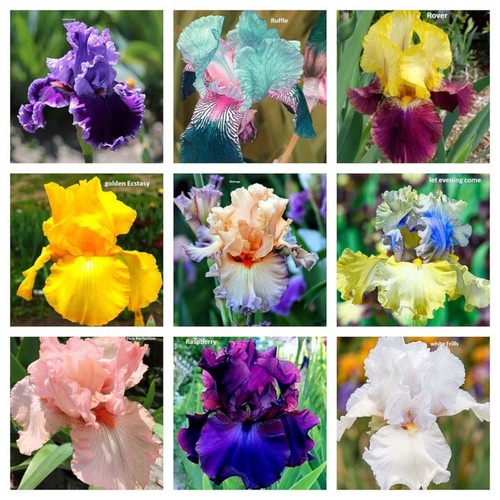Seeds iris flowering bloom - seeds,
