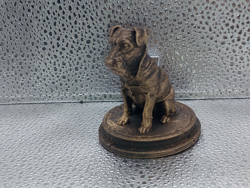 Parson russell terrier dog - parson,
