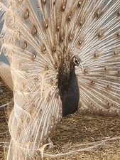 👀🦚 PRE-SALE PEACOCK