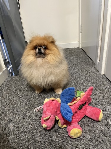 Godog dragon plush dog - ,