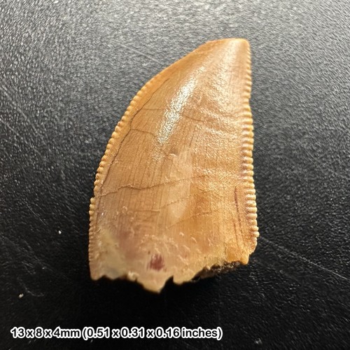 Genuine raptor dinosaur tooth
