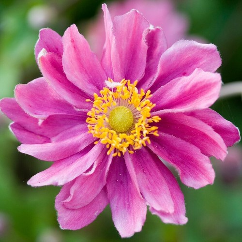Anemone hupehensis pamina - anemone, 'pamina'