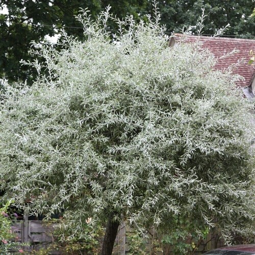 Pendula weeping willow - willow, leaved