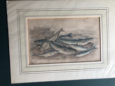 hand coloured fish engraving c