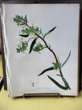 Vtg print tall - lousewort,