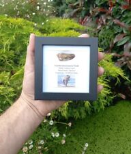 T-Rex type tooth - Carcharodontosaurus Dinosaur Tooth Fossil 100% Genuine (35mm)