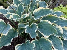 Hosta Hope Springs Eternal  (