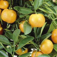 Orange Tree Fruit Bush Citrus