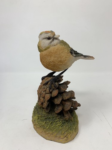 Goldcrest resting pine - resting,