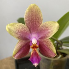 Fragrant Phalaenopsis Sweet