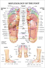 Reflexology the foot wall - reflexology,