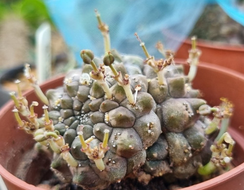 Euphorbia gymnocalciodes - euphorbia,