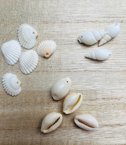 Natural white clam cowrie - white,