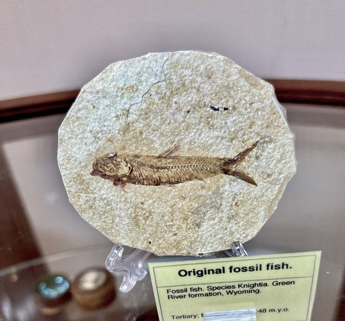Fossil fish kemmerer - fish, shale