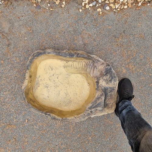 Reptile snake bathing pool - snake,