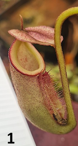 X - x,