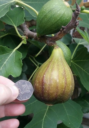 Ficus carica brown - ficus, turkey