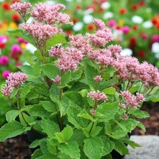 Eupatorium Baby Joe Bare Root