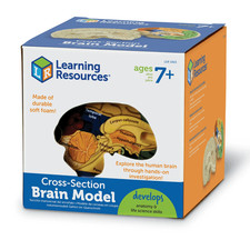 Learning Resources Soft Foam Cross-Section Brain Model for Ages 7 & Up